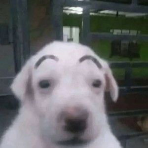 Meet your Posher, Vincent